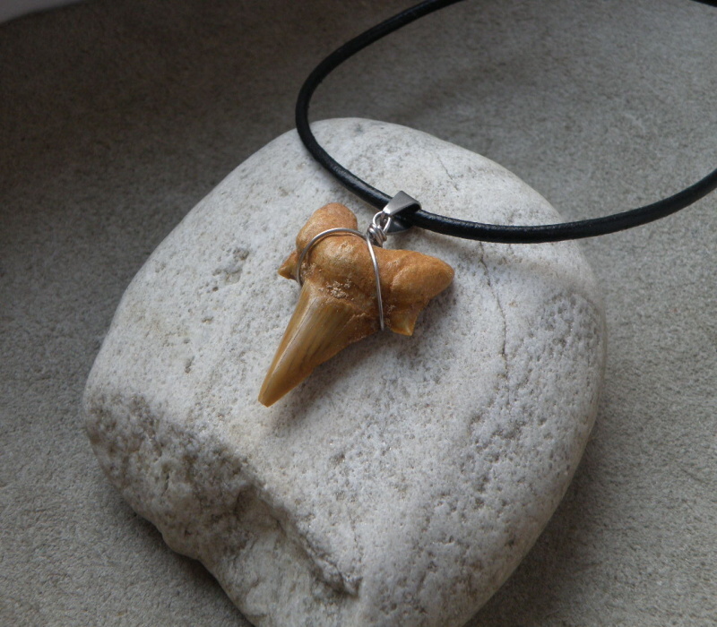 Zub ze žraloka na pevné kulaté  kůži