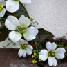 Přírodní věnec s klematisem_35 cm