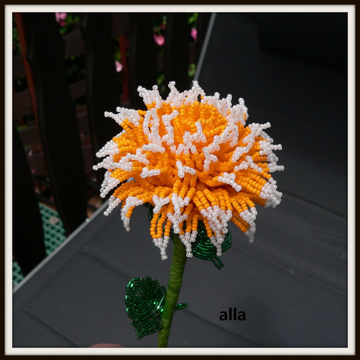 č. 1 - jiřina - T B 1