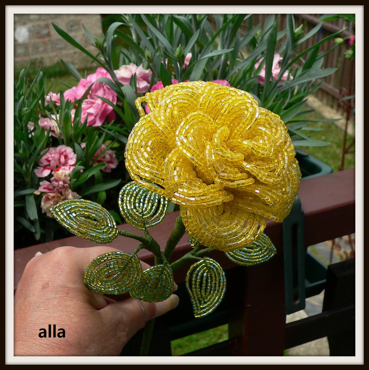 č. 2 - růže - T A 3