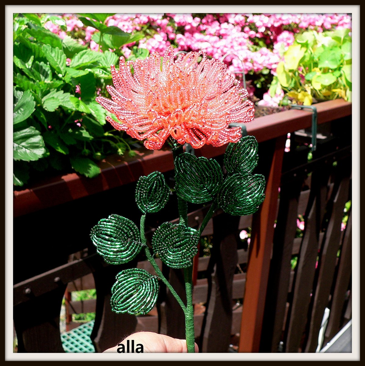 č. 5 - jiřina - T B