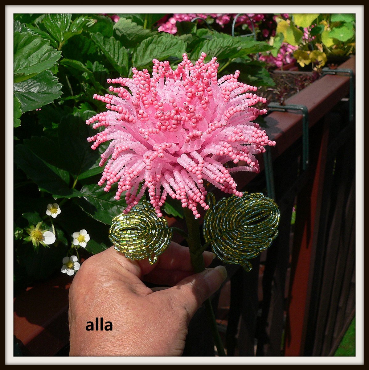 č. 9 - jiřina - T B 1