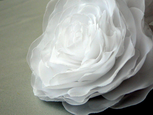 Bílá růže.