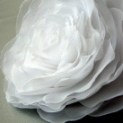 Bílá růže.