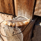 Hypoalergenní náhrdelník s jaspisem a mušlovinou