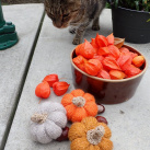 Pletené dýně - malé