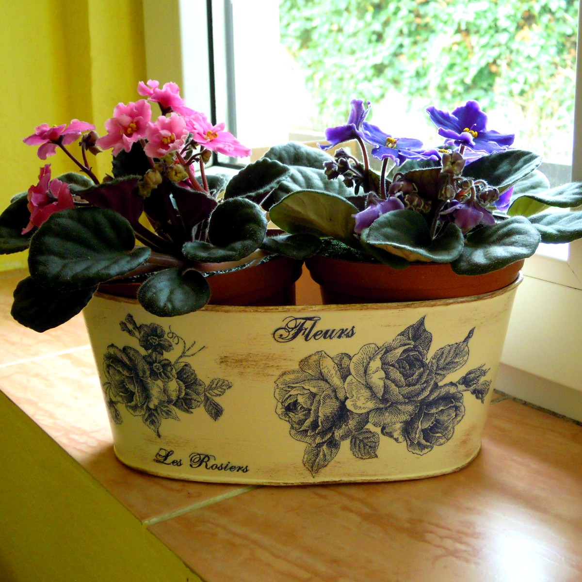 „Modré růže“ PVAd-2