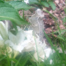 Vlčí Ochránce - šamanský talisman spirituálního průvodce