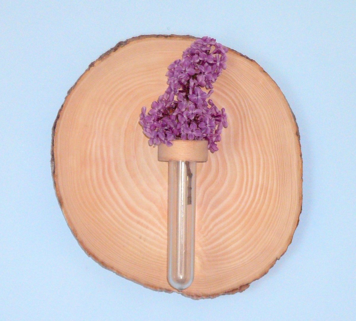 Zkumavková váza 15 - jasan