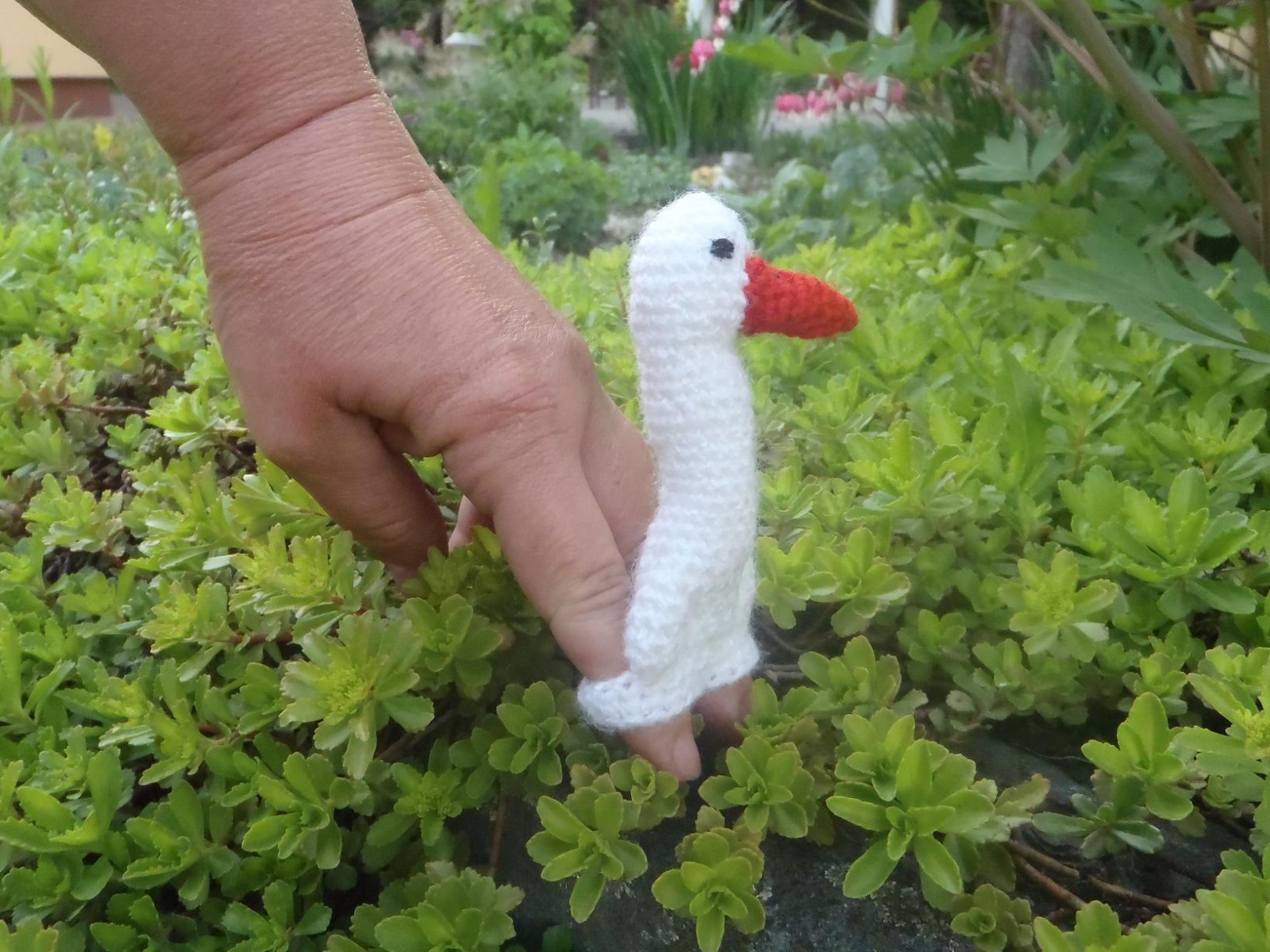 A ta husa chodí bosa