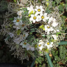 Věneček s bílými květinami