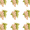 BÍLÝ RYBÍZ - samolepky