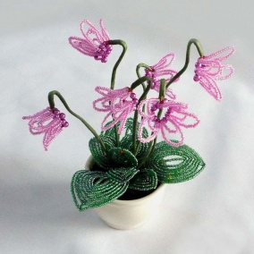 Brambořík růžovofialový