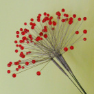 Okolík červený - květ z drátu a korálků
