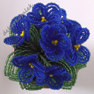 Modrá fialka 7 květů