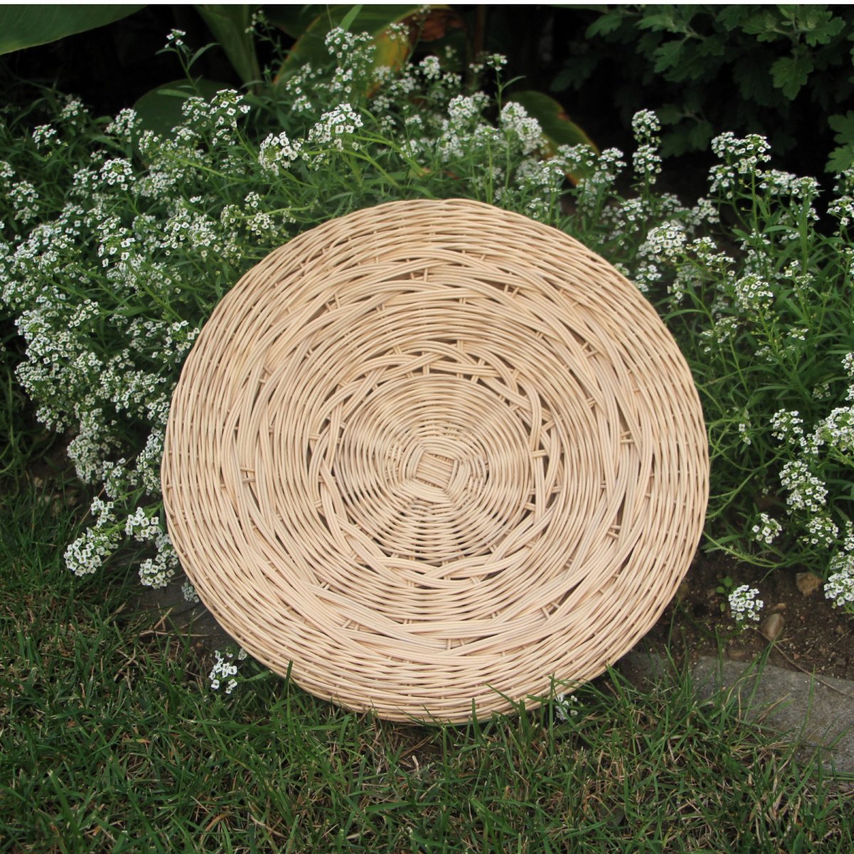 Ošatka ozdobná s pletýnklami