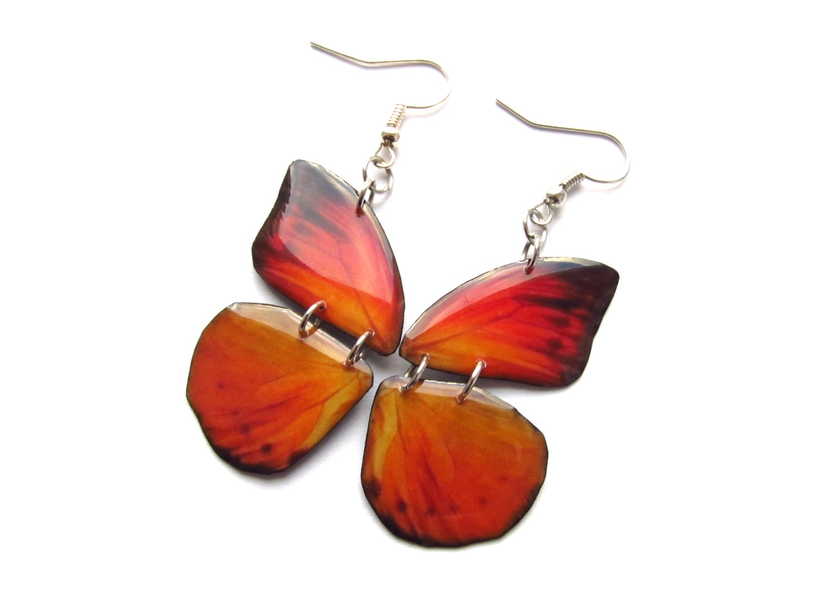 Motýlí křídla - ohniváček obecný