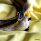 mláďátko papouška Kakadu