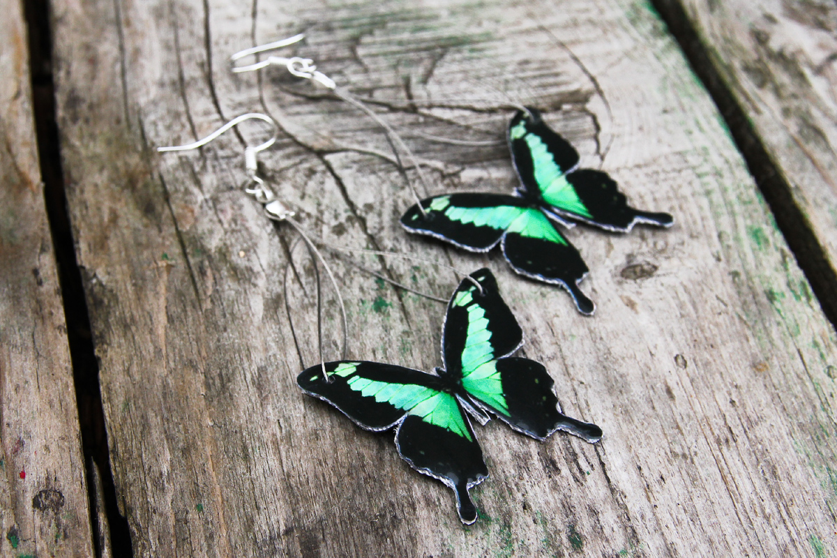 Papilio Phercas