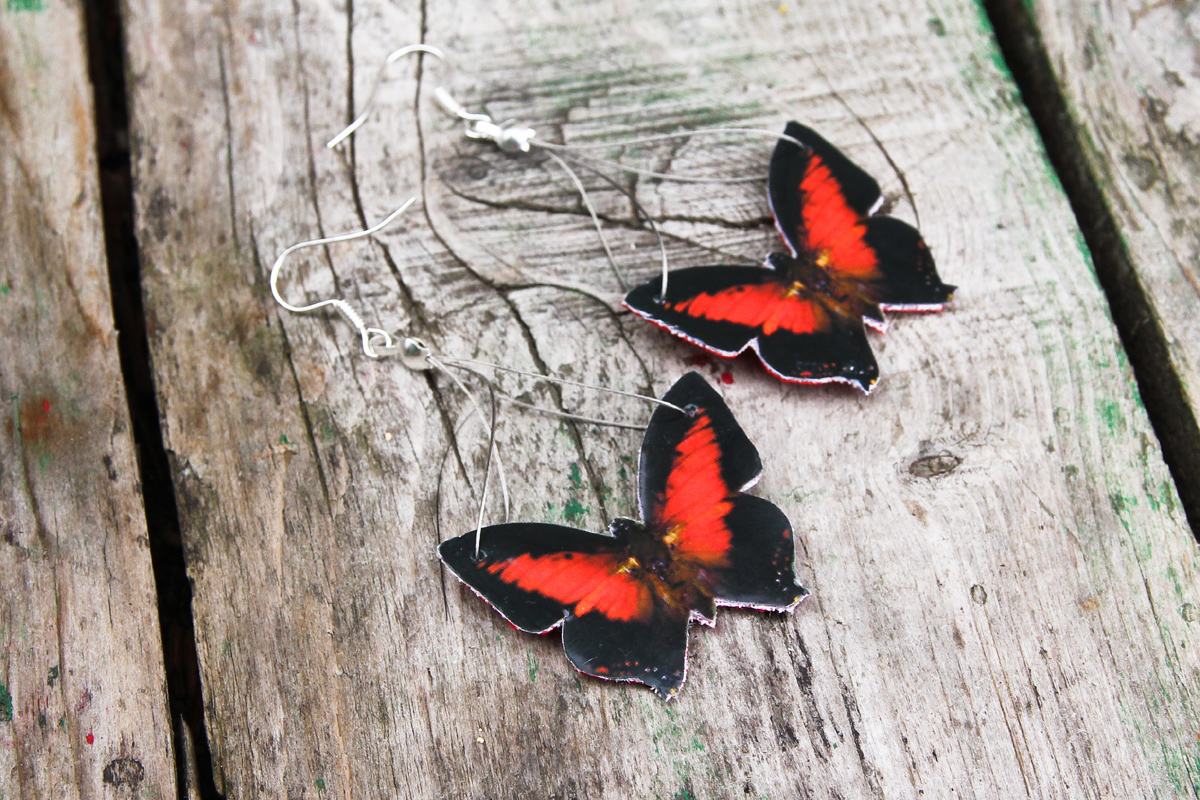 Charaxes Zingha