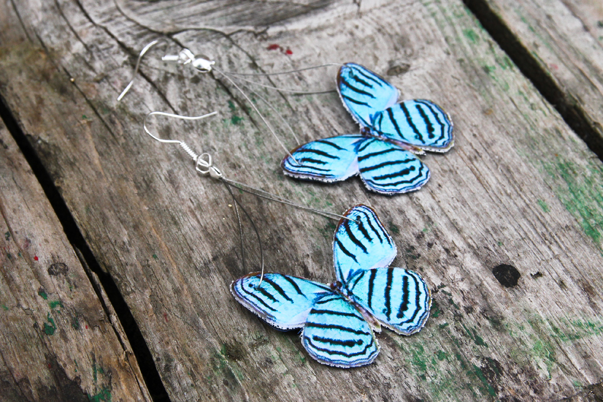 Cepheuptychia Cephus