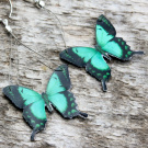 Papilio Lorquinianus Albertisi