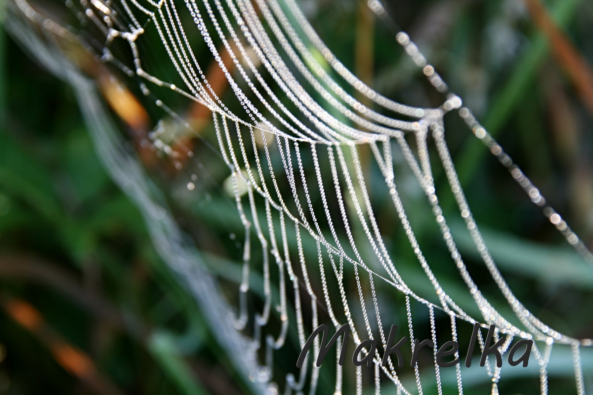 korálky na pavučině