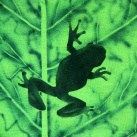 žabí tričko pro milovnice vílích pohádek