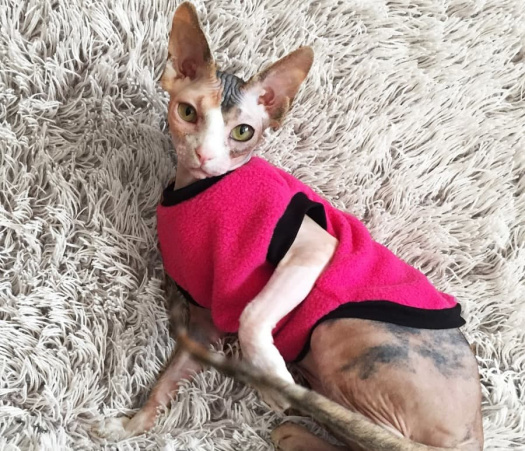 Mikina pro Sphynx malina