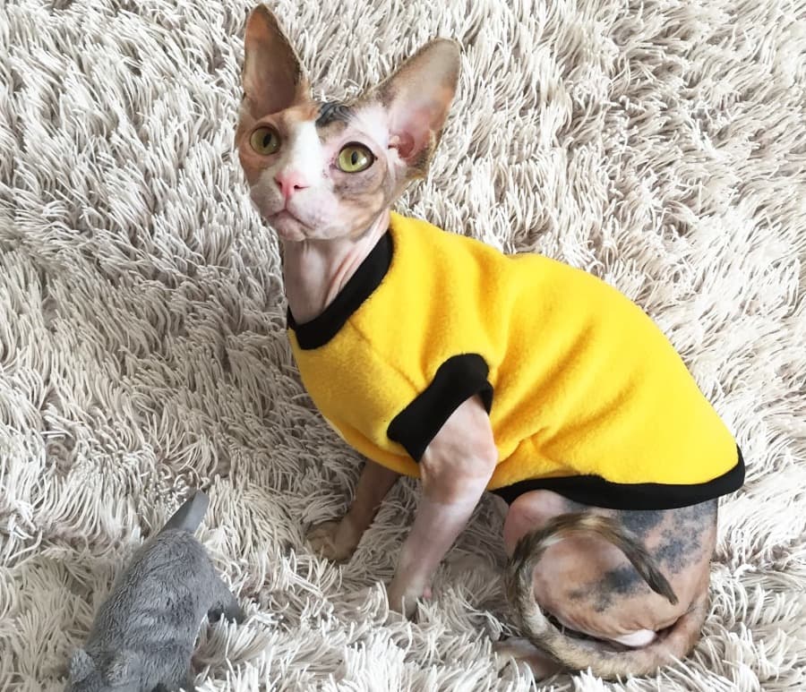 Mikina pro Sphynx žlutá