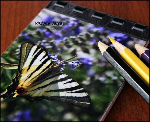 Hříšná těla, křídla motýlí.