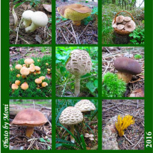 Měsíční kalendář houby 2016  