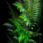 V stínu kapradiny ...