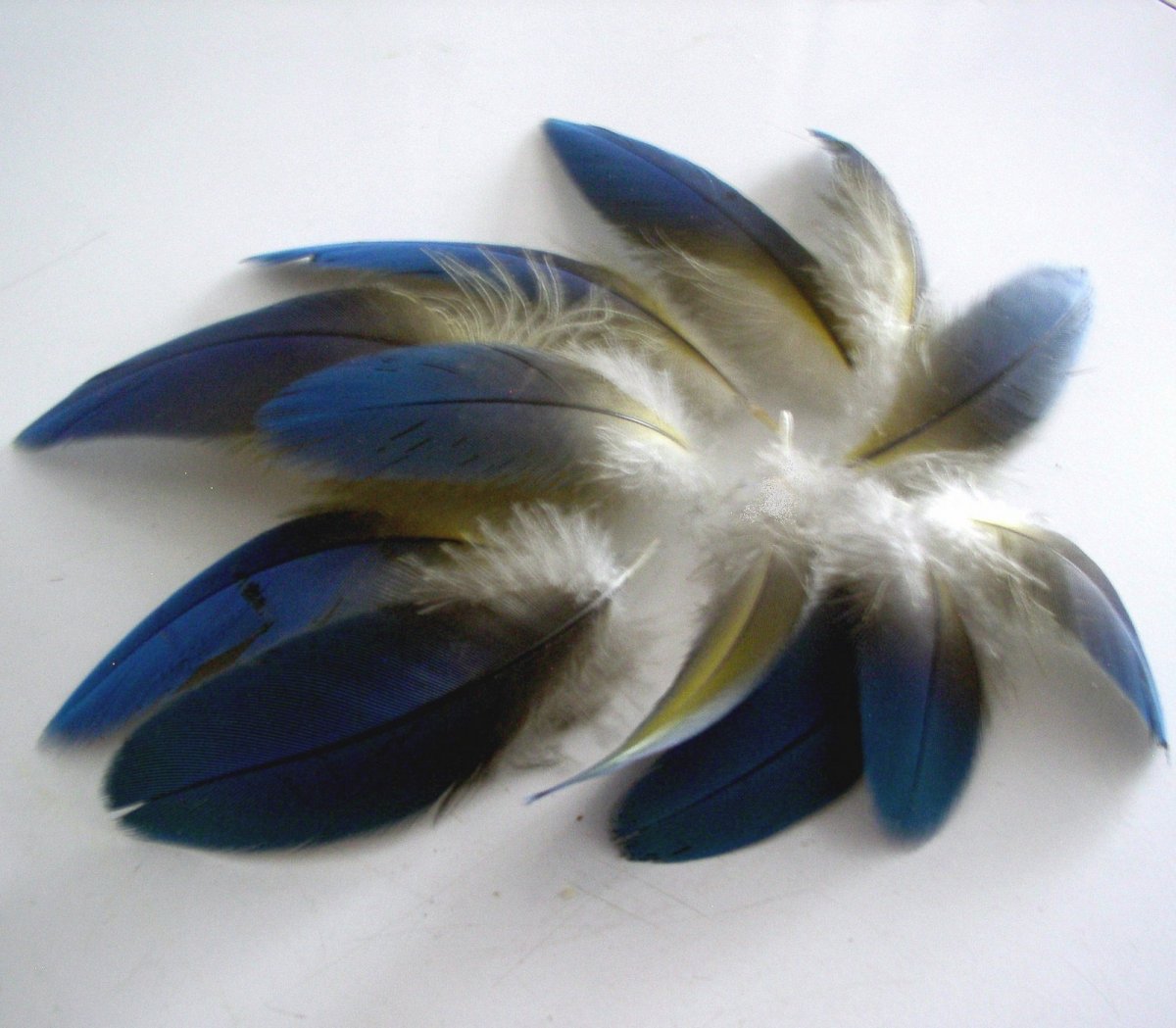 Modrá peříčka Ary ararauny