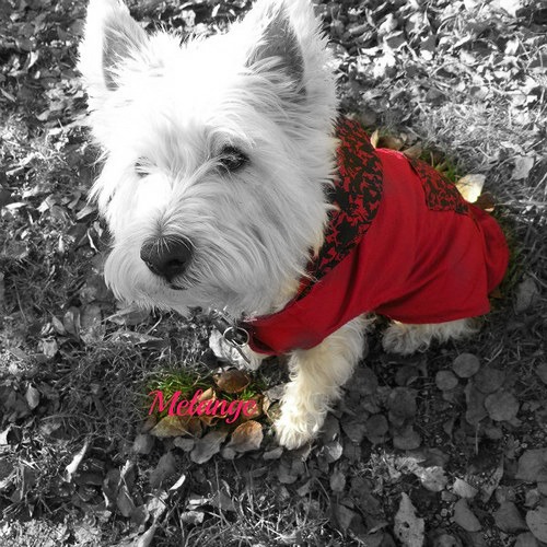 Bundička nejen na westíka