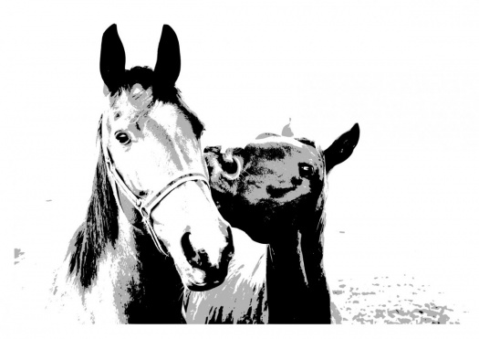 Plakát koně