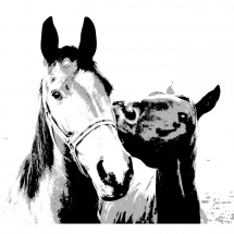 Plakát koně