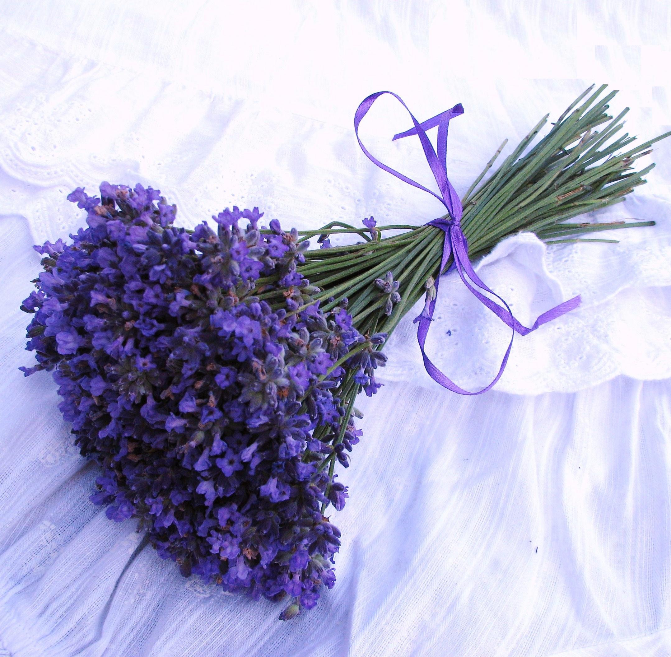 Kytička levandule