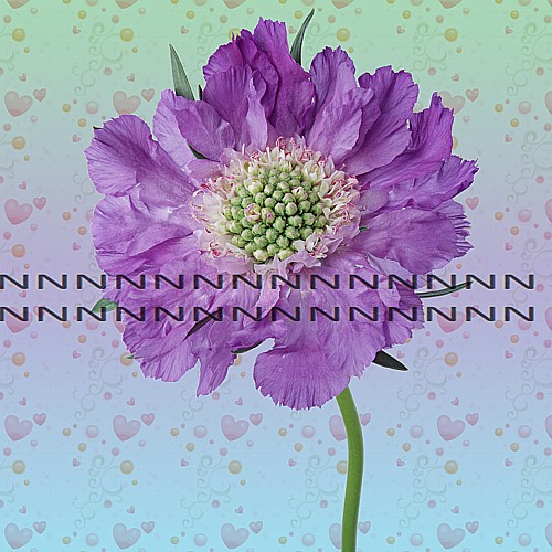 Bavlněná látka - panel  M414