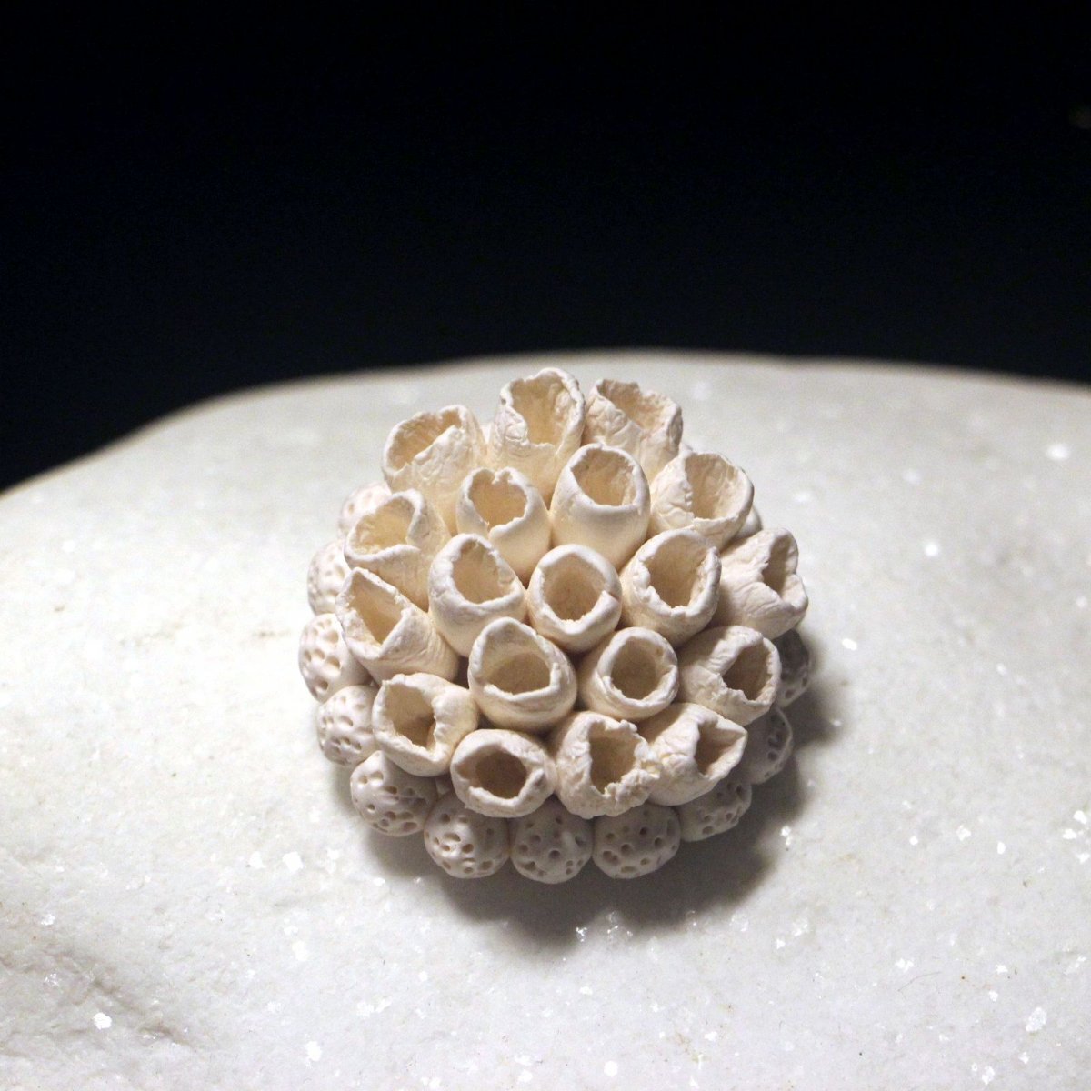 Brož "Korálový útes"