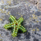 Mořská hvězdice - Lime Green