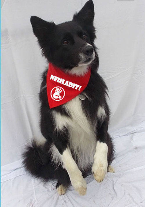 Nehladit