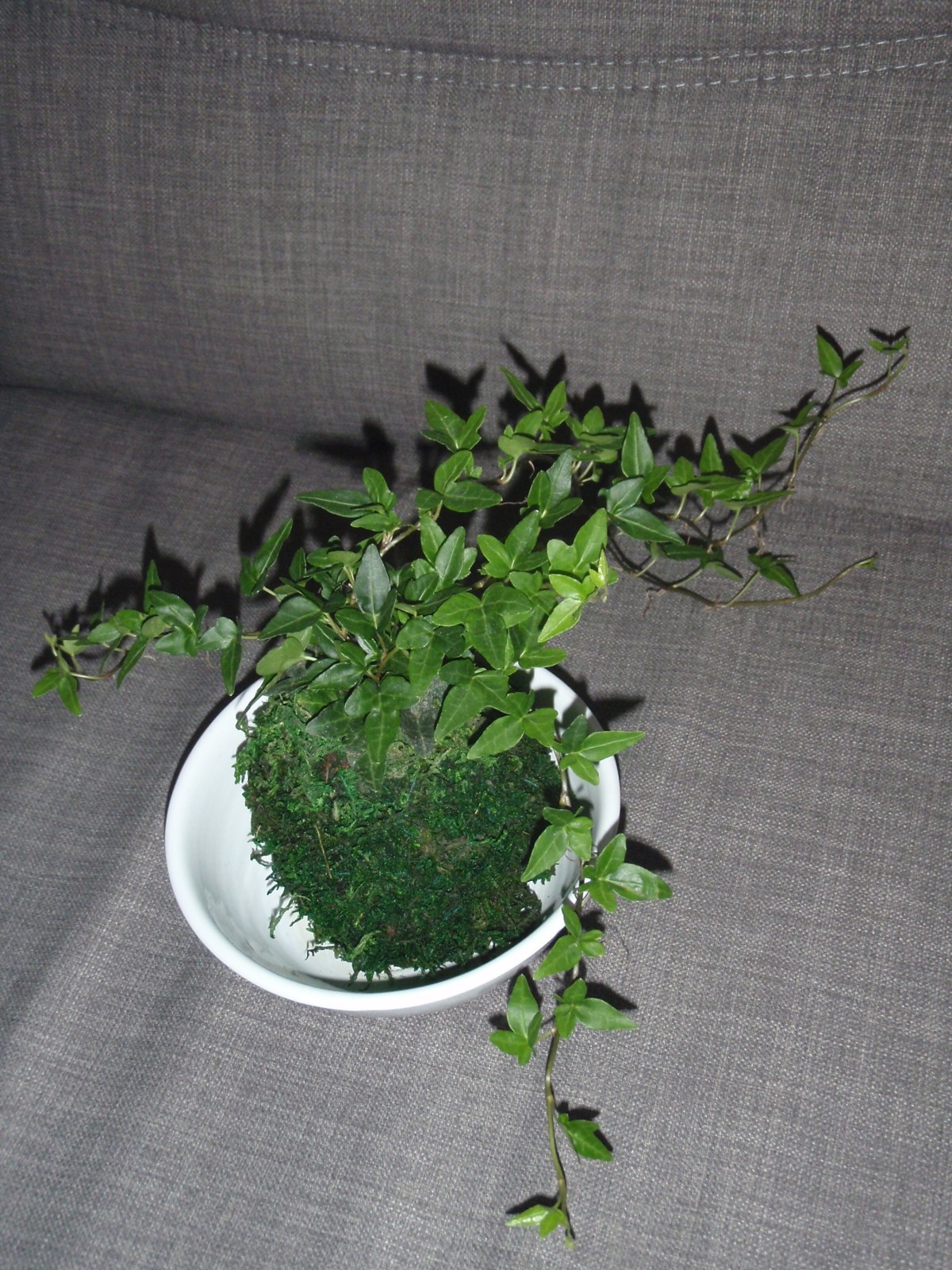 Plazím se plazím a velmi rád :)