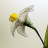narcis - nylonový květ