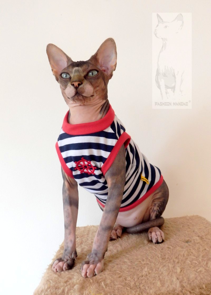 Sphynx kapitánem:-)