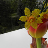 Narciscky do vázy
