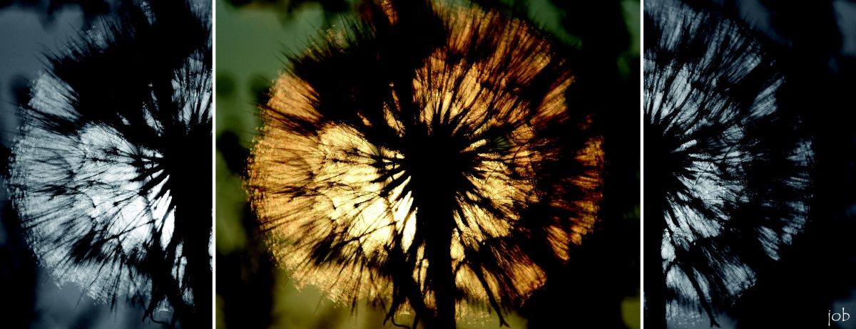 Romantická pampeliška - fotoobraz - Hadcová step