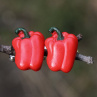 Papriky - manžetové knoflíčky, dárek pro muže, fimo, polymer
