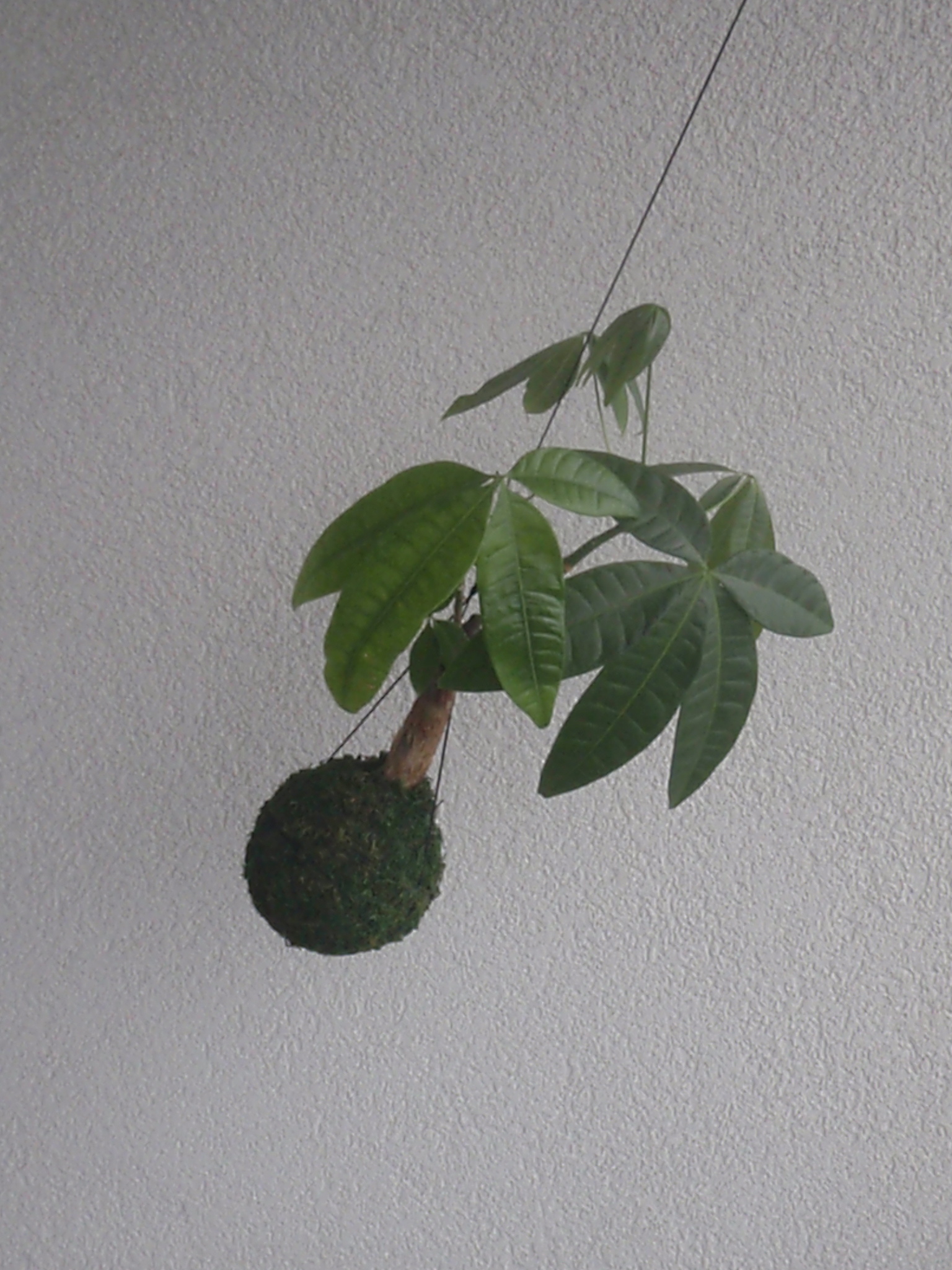 Až se budeš ptát.....