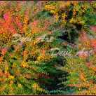 Podzimní ohňostroj